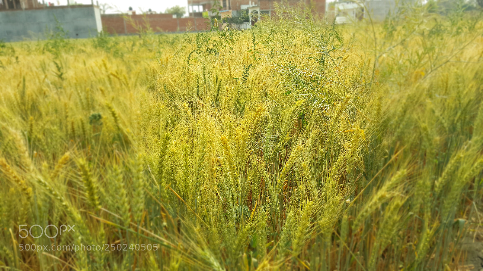 Samsung Galaxy Note5 sample photo. 20180321_143657.jpg photography