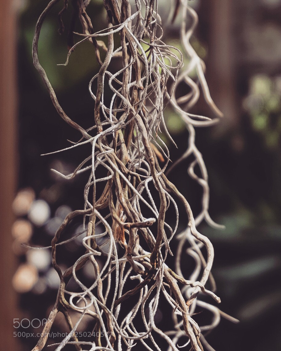 Sony a5100 sample photo. Untitled photography