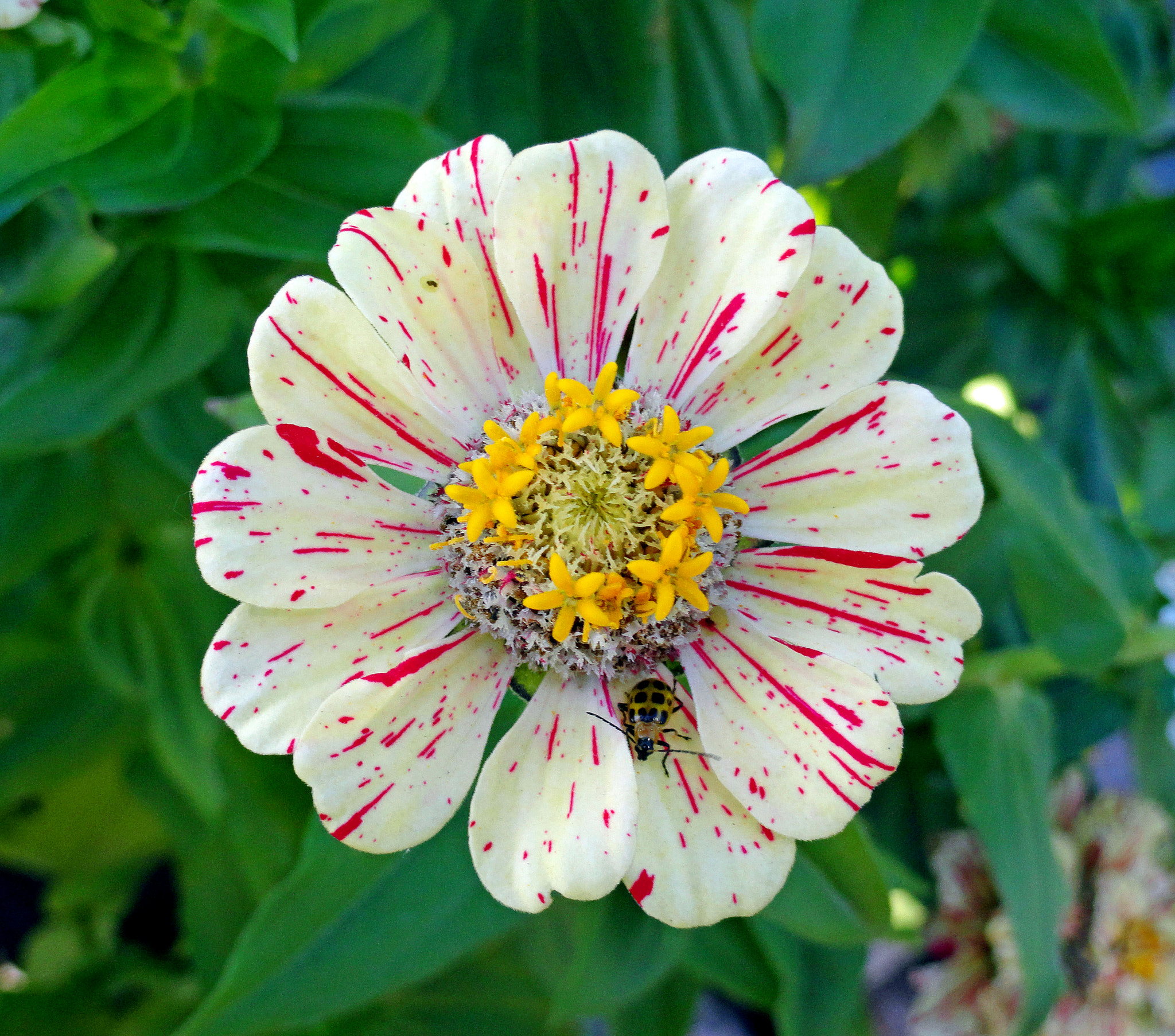 Sony Cyber-shot DSC-H70 sample photo. Zinnia guest photography