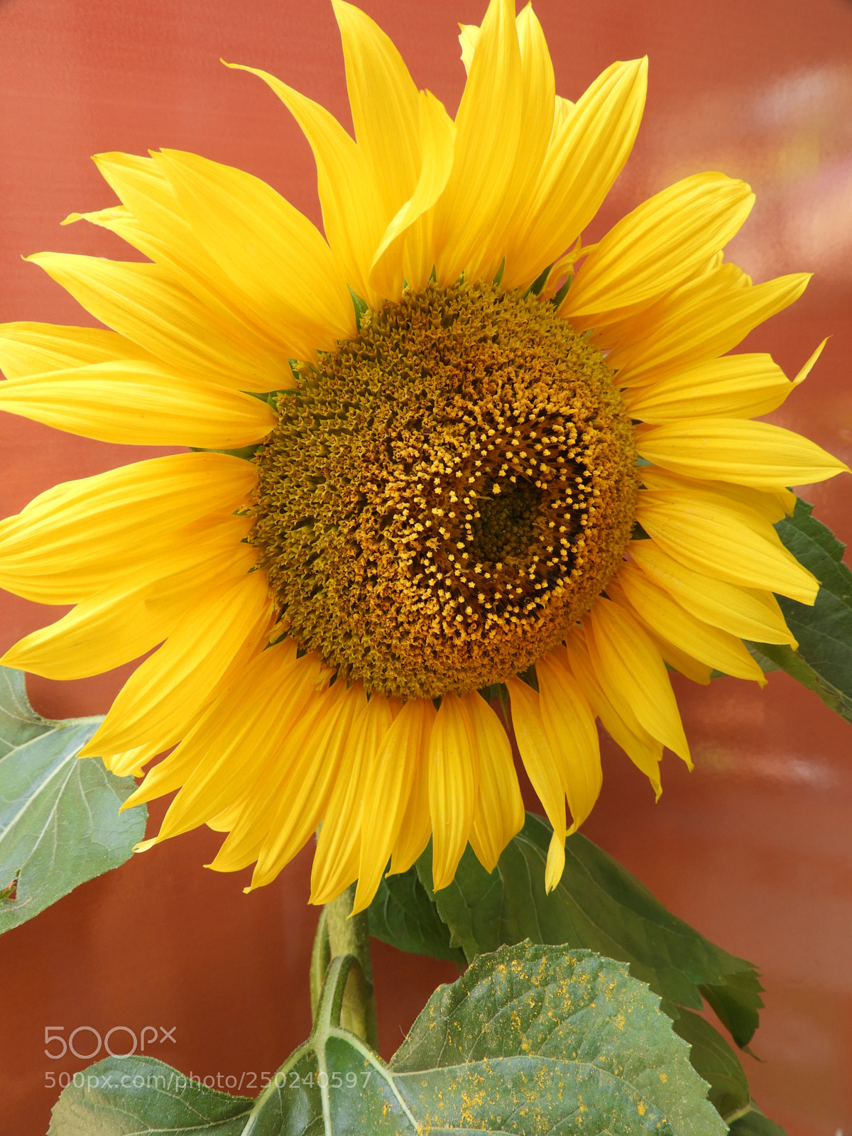 Nikon Coolpix B700 sample photo. Sunflower photography