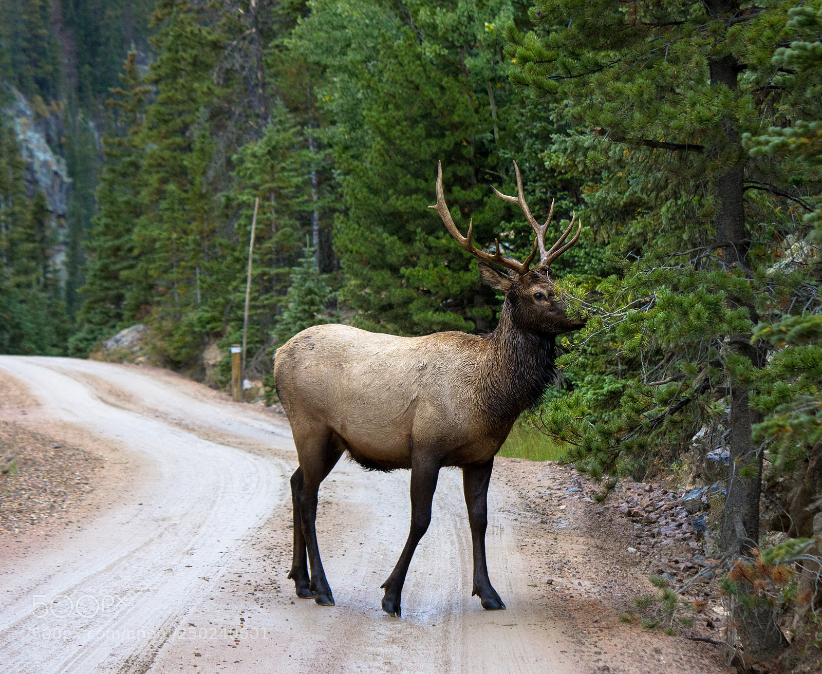 Canon EOS 600D (Rebel EOS T3i / EOS Kiss X5) sample photo. The shy elk photography