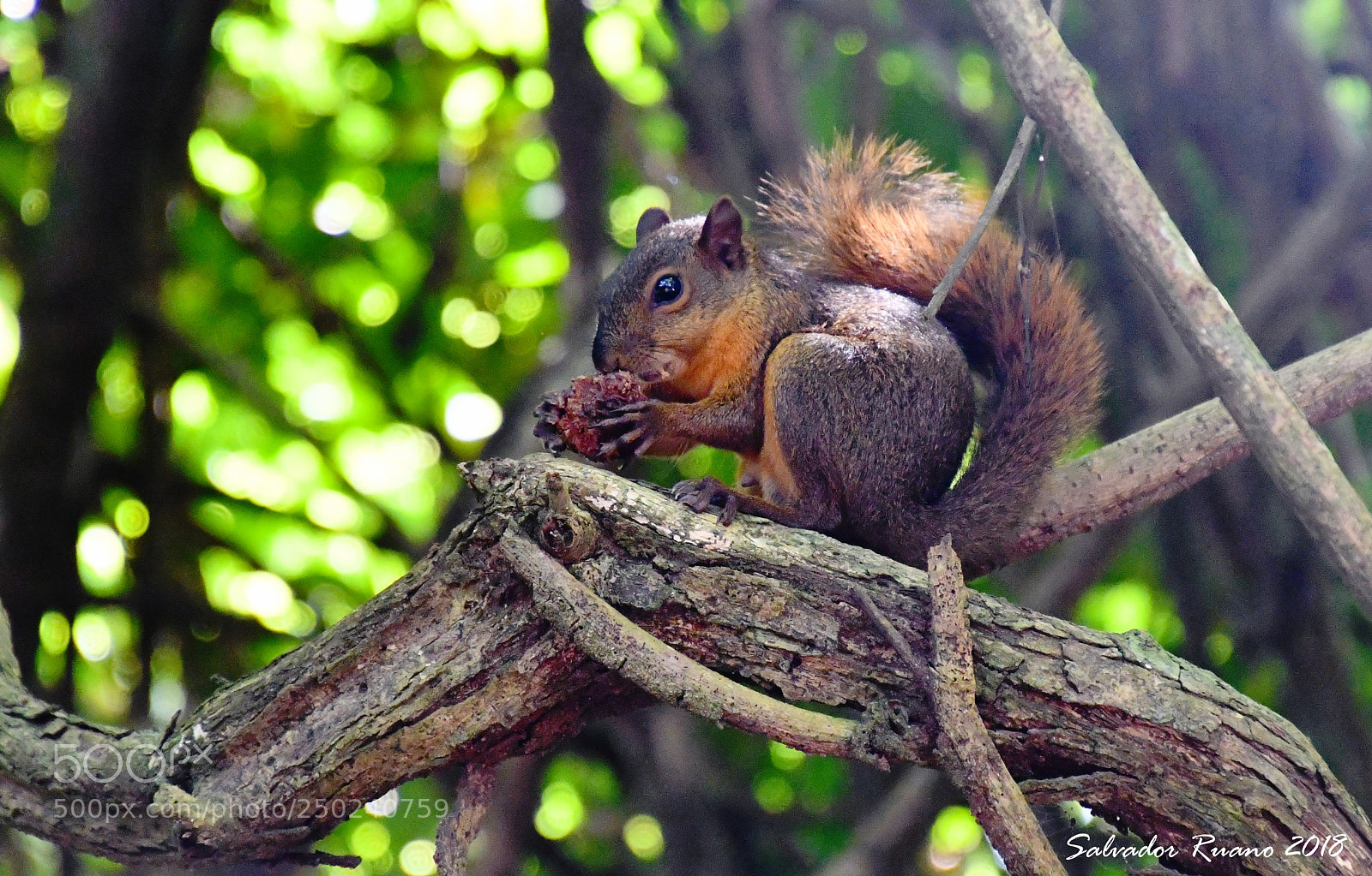 Nikon D7500 sample photo. Chipmunk costa rica photography