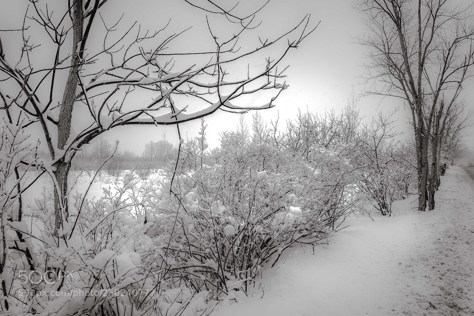 Nikon D810 sample photo. After snow 雪后 photography