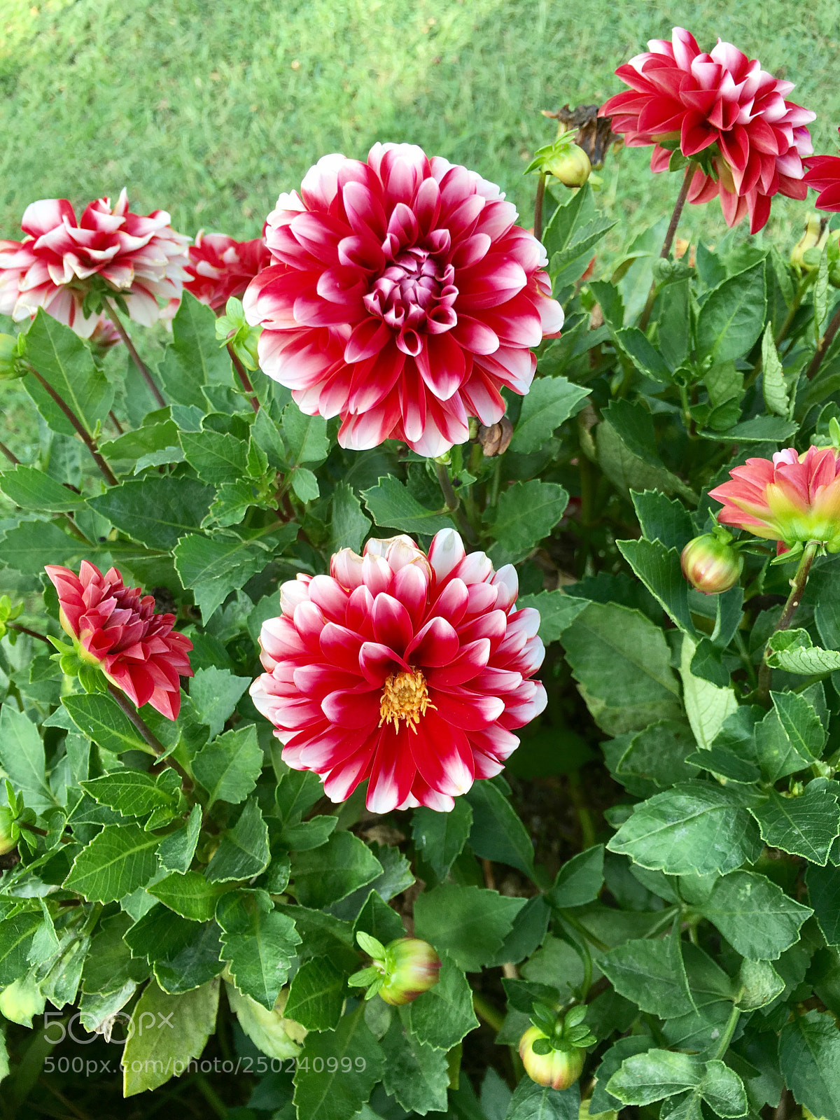 Apple iPhone 6s Plus sample photo. Beautiful ? photography