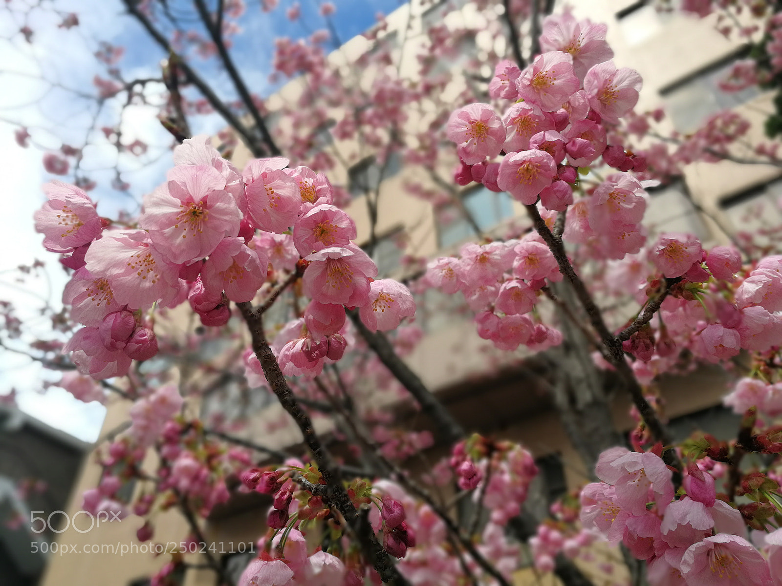 HUAWEI P10 sample photo. Untitled photography