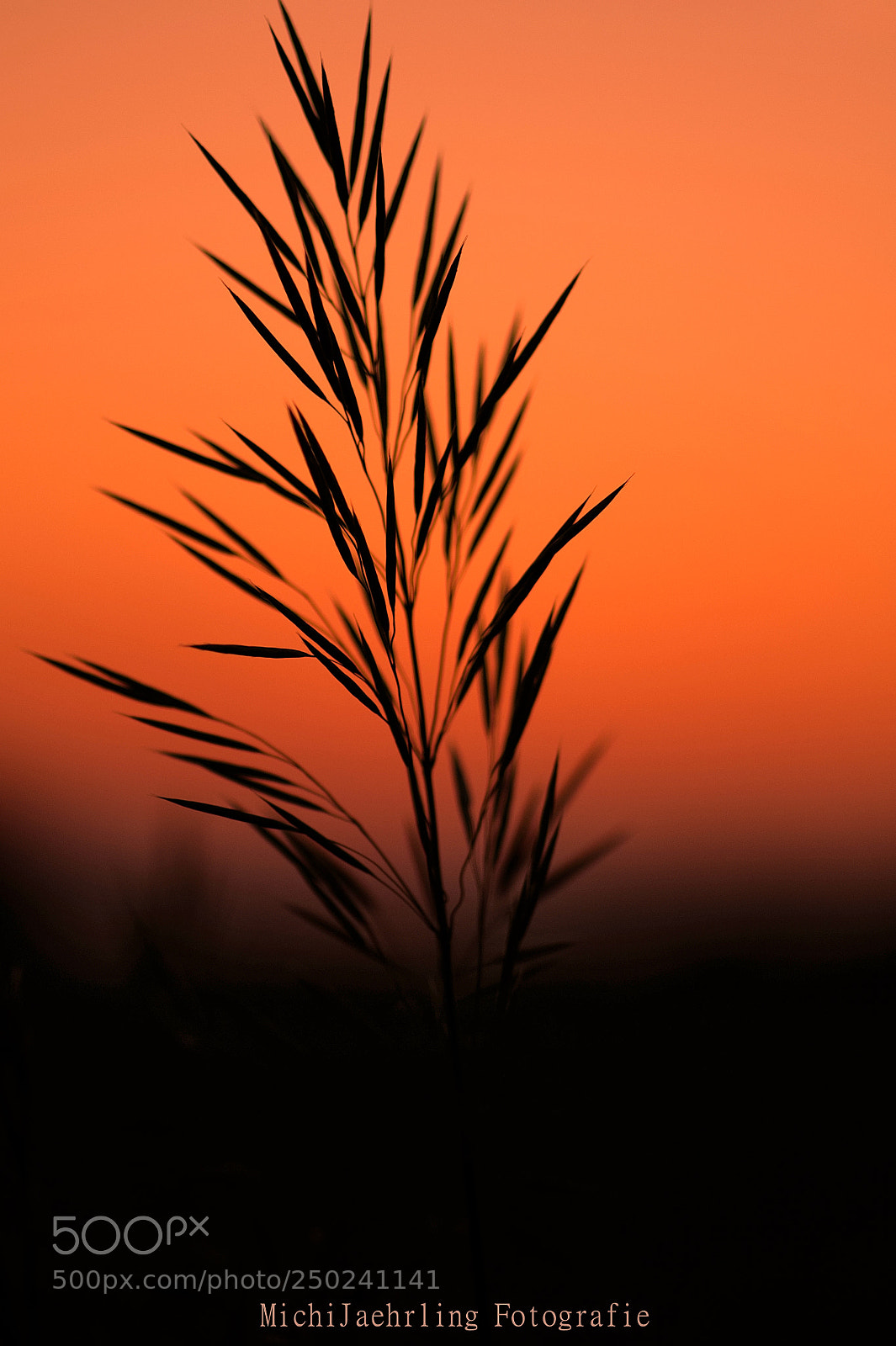 Nikon D90 sample photo. Silence photography