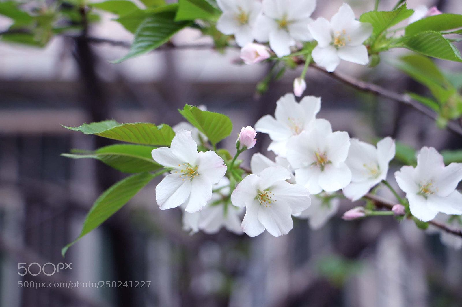 Canon EOS 700D (EOS Rebel T5i / EOS Kiss X7i) sample photo. Untitled photography