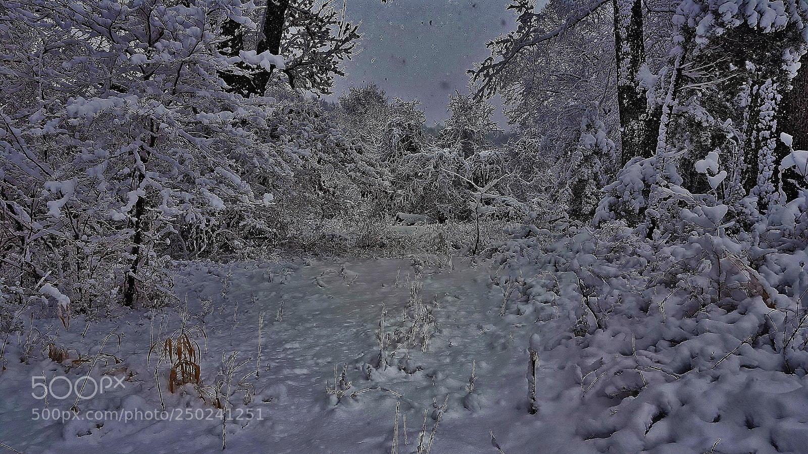 Samsung Galaxy S6 sample photo. Snow forest scene 2018 photography