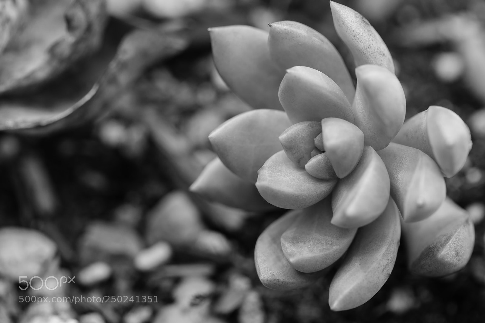 Canon EOS 5D Mark IV sample photo. B&w succ photography