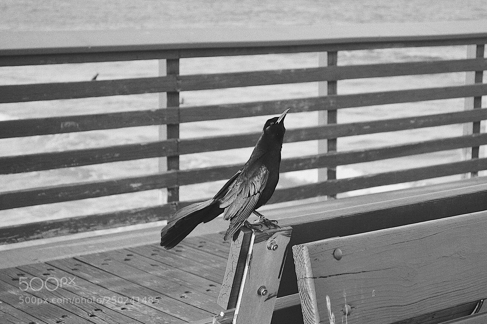 Nikon D3100 sample photo. Singing bird photography