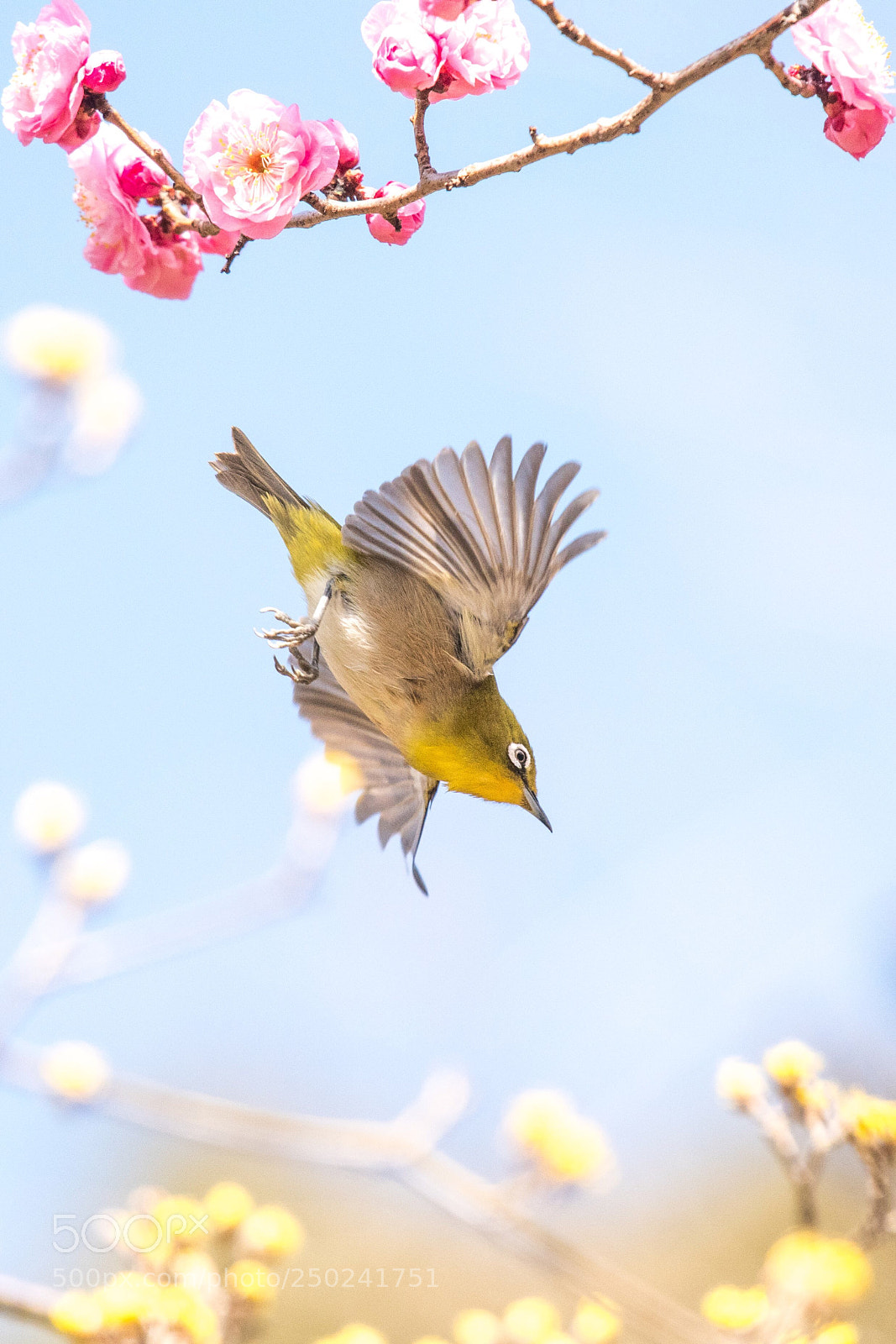Nikon D500 sample photo. Spring to spring photography