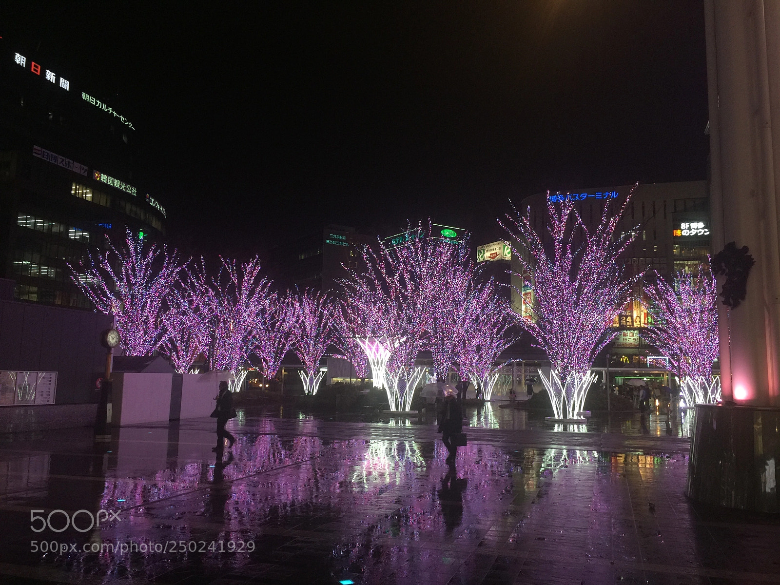 Apple iPhone 6 Plus sample photo. Cherry blossoms photography