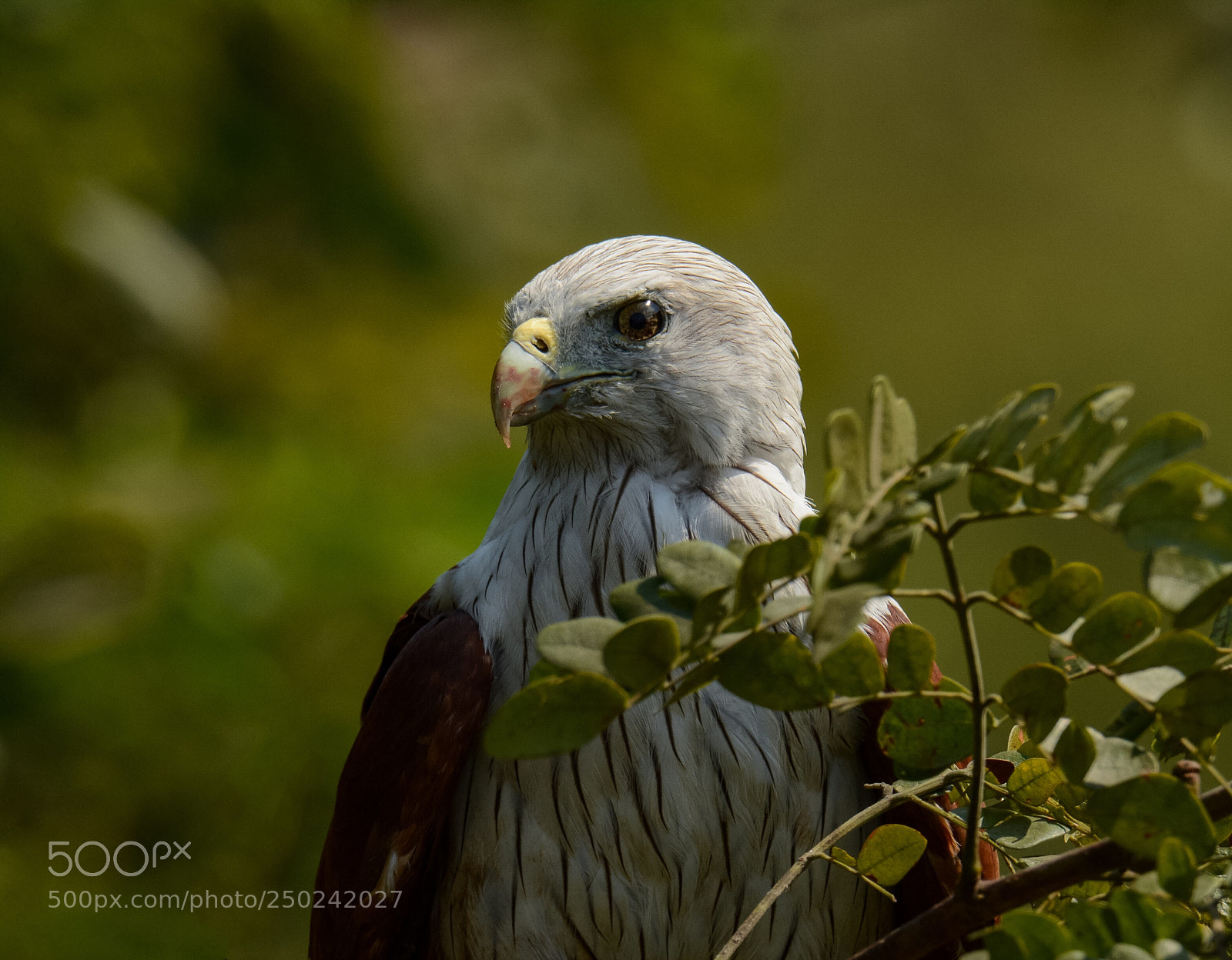 Nikon D7100 sample photo. Brambhini kite  photography