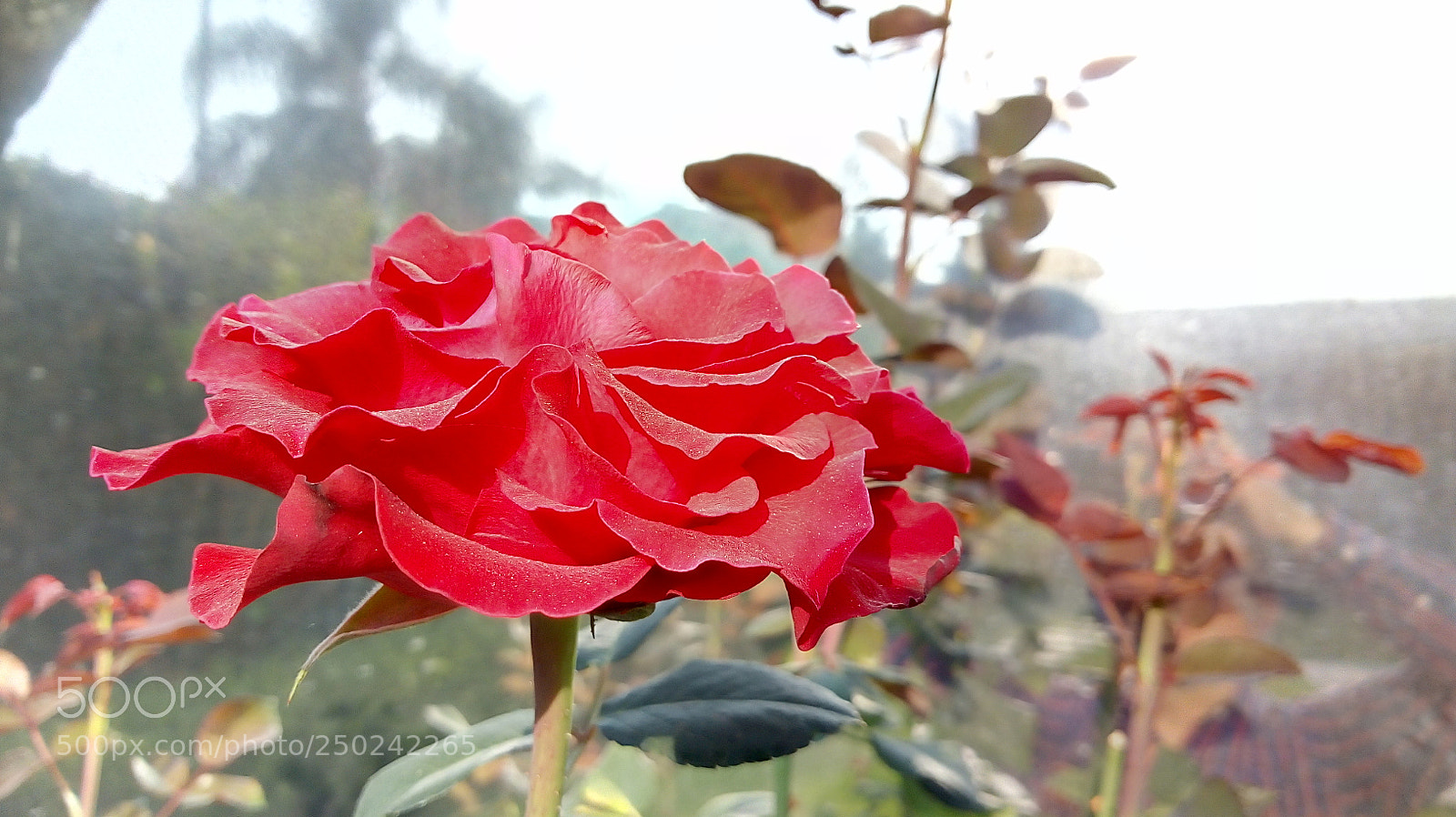 Motorola Moto E (4) Plus sample photo. Rose photography