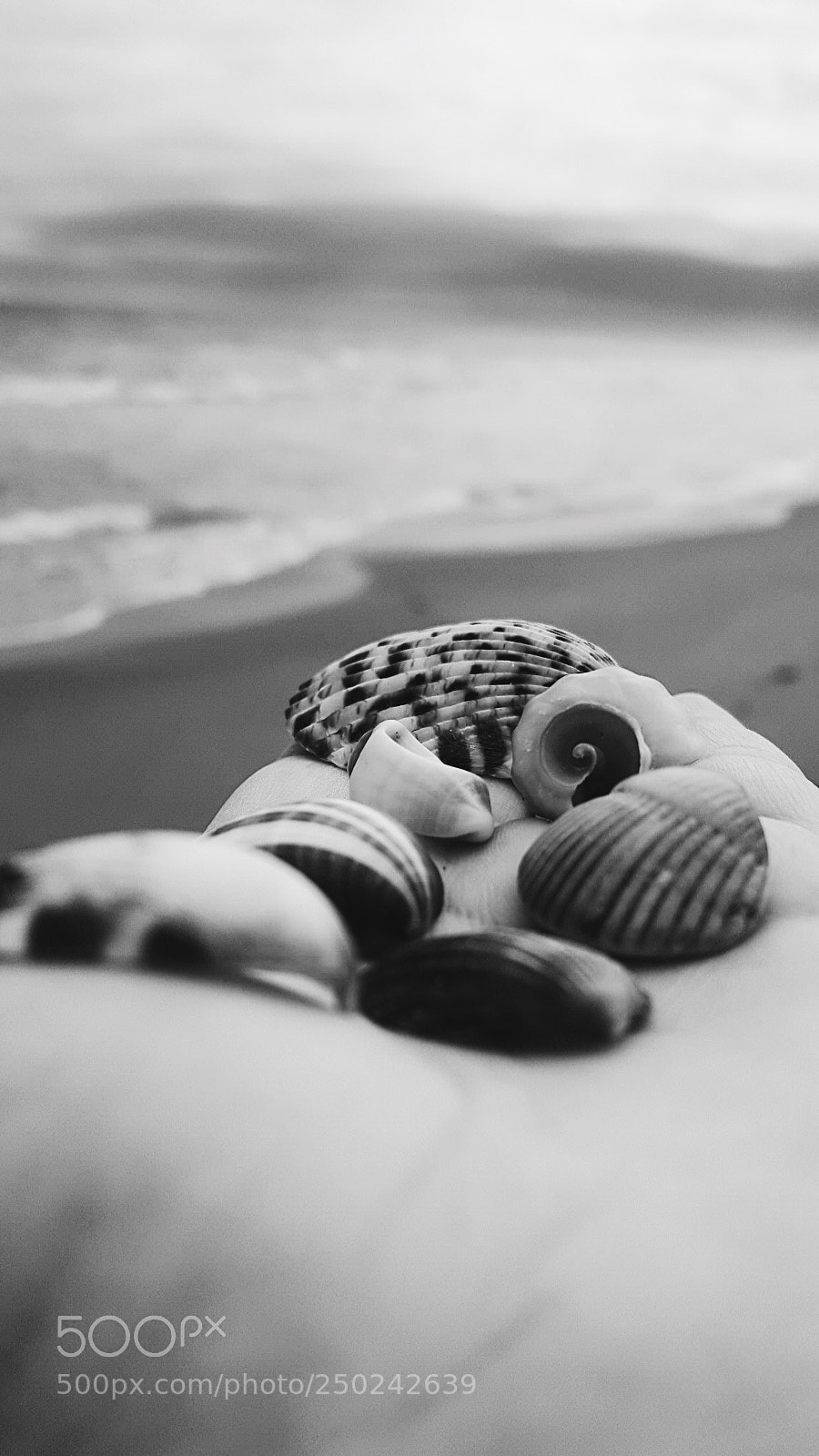 Samsung Galaxy S6 sample photo. Sea shells photography