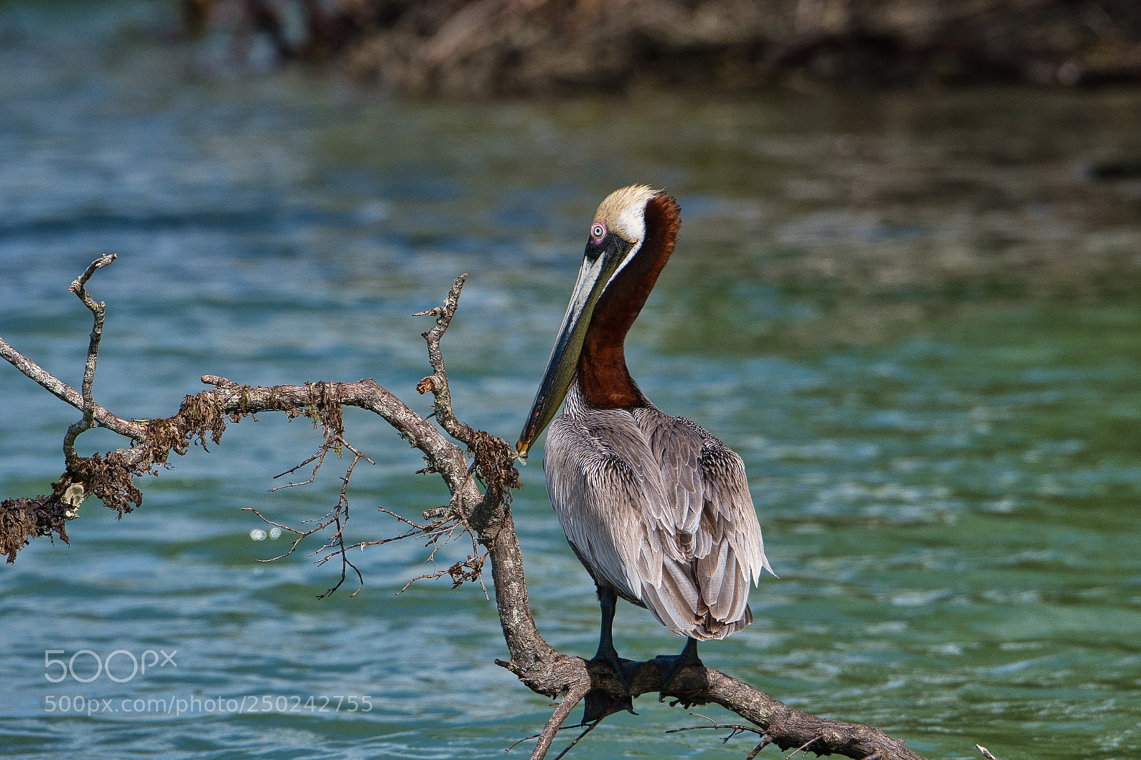 Nikon D500 sample photo. Resting pelican photography