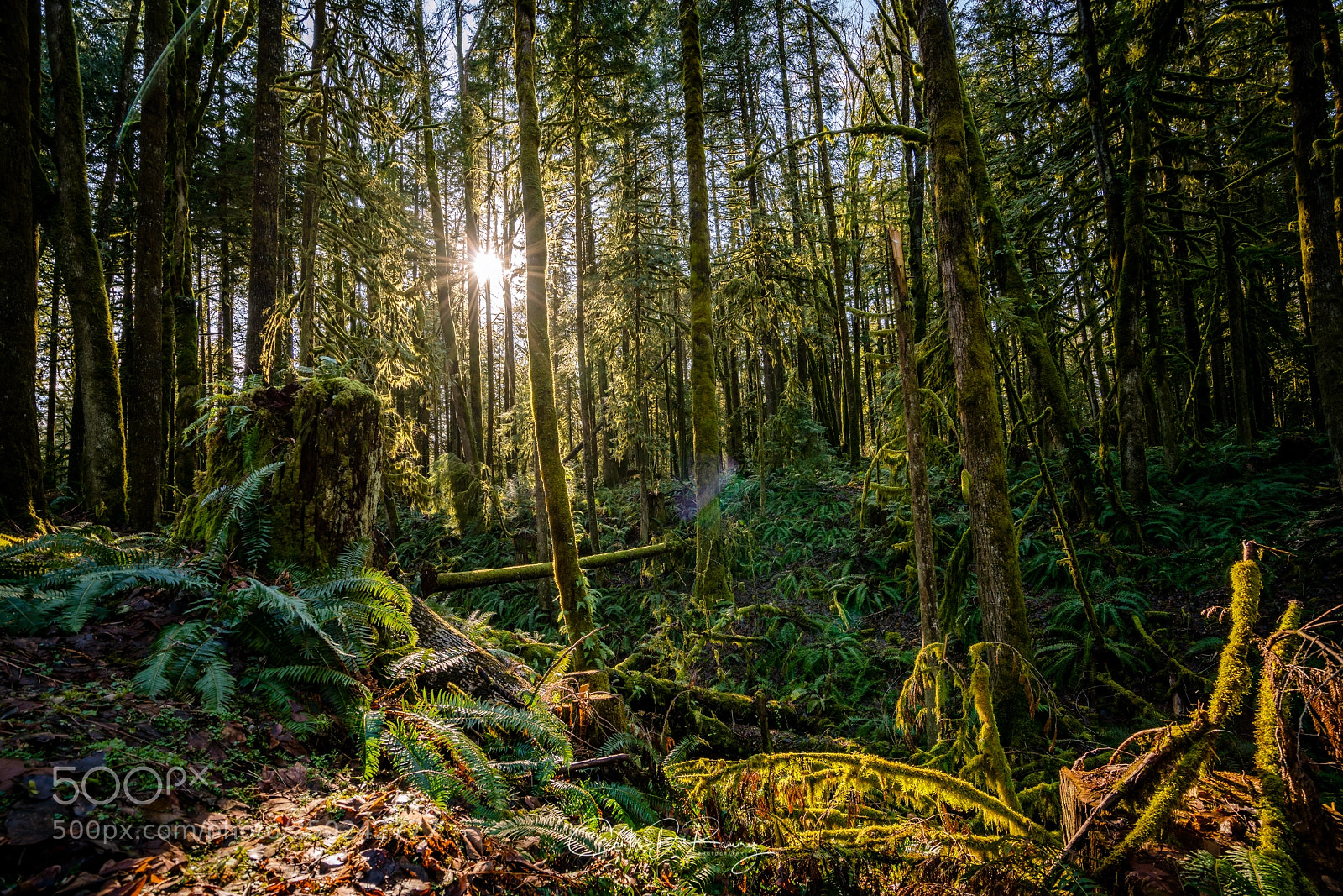 Sony a7R II sample photo. Golden ears forest photography
