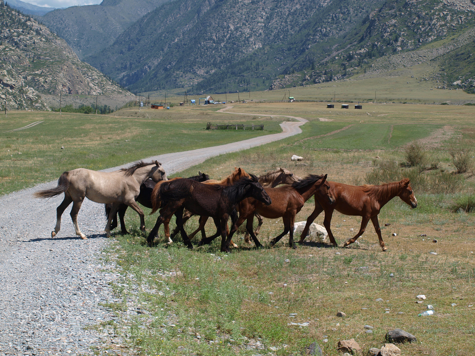 Olympus E-420 (EVOLT E-420) sample photo. Horses in the altai photography