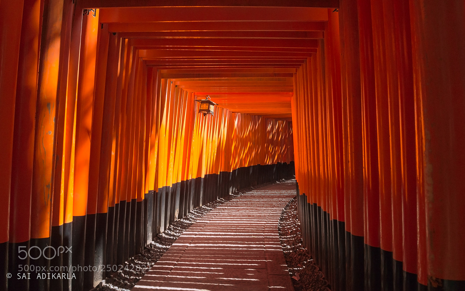 Nikon D610 sample photo. Torii gates photography