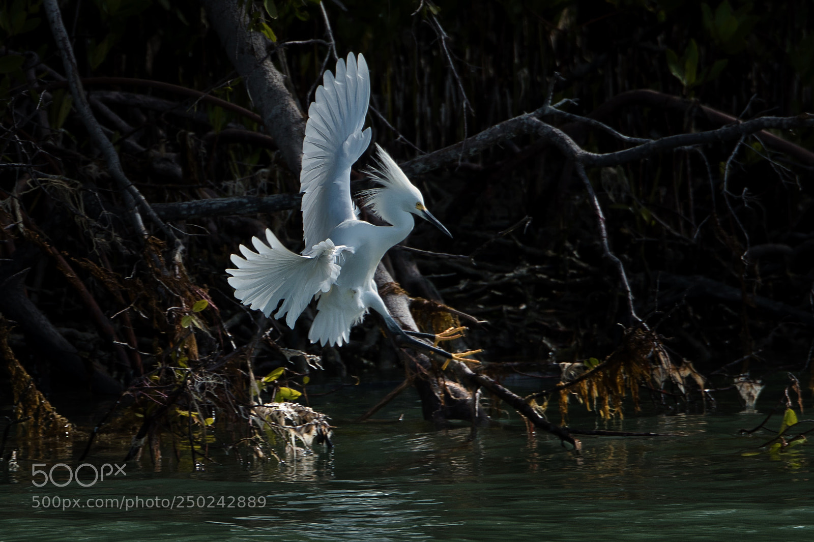 Nikon D500 sample photo. Snowy egret landing on photography