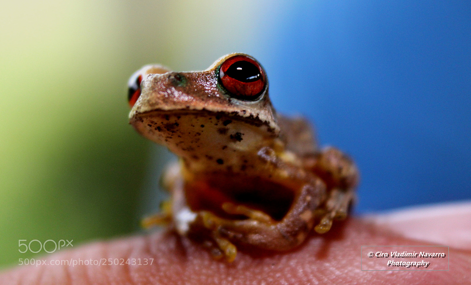 Canon EOS 1200D (EOS Rebel T5 / EOS Kiss X70 / EOS Hi) sample photo. Frog in the cloudforest photography