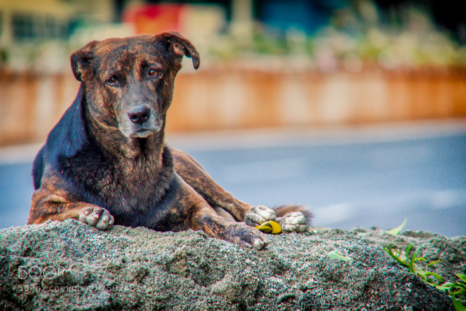 Canon EOS 700D (EOS Rebel T5i / EOS Kiss X7i) sample photo. Street dog photography