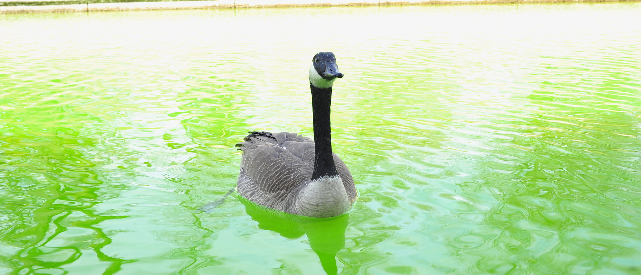 Voigtlander Ultron 40mm F2 SLII Aspherical sample photo. Canal duck celebrates st paddy's day photography