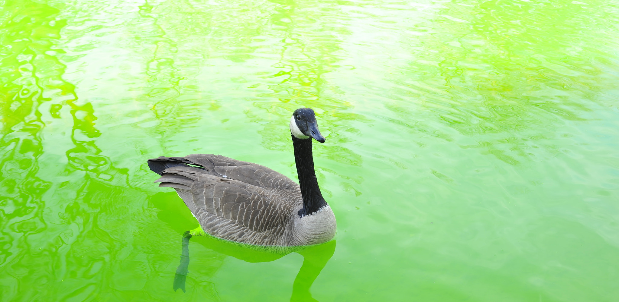 Voigtlander Ultron 40mm F2 SLII Aspherical sample photo. Irish ducks are smiling photography