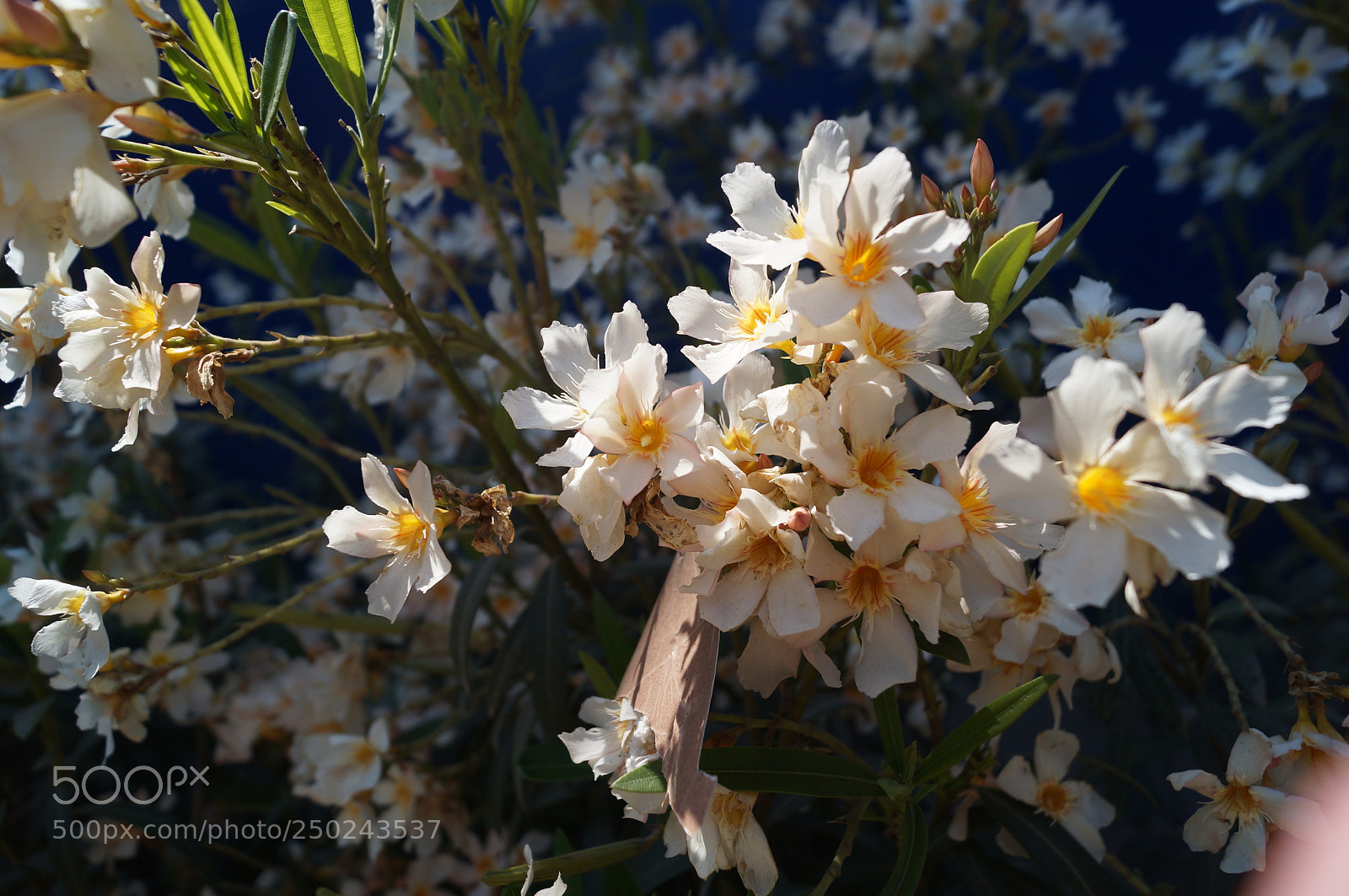 Sony SLT-A37 sample photo. Nature bouquet photography