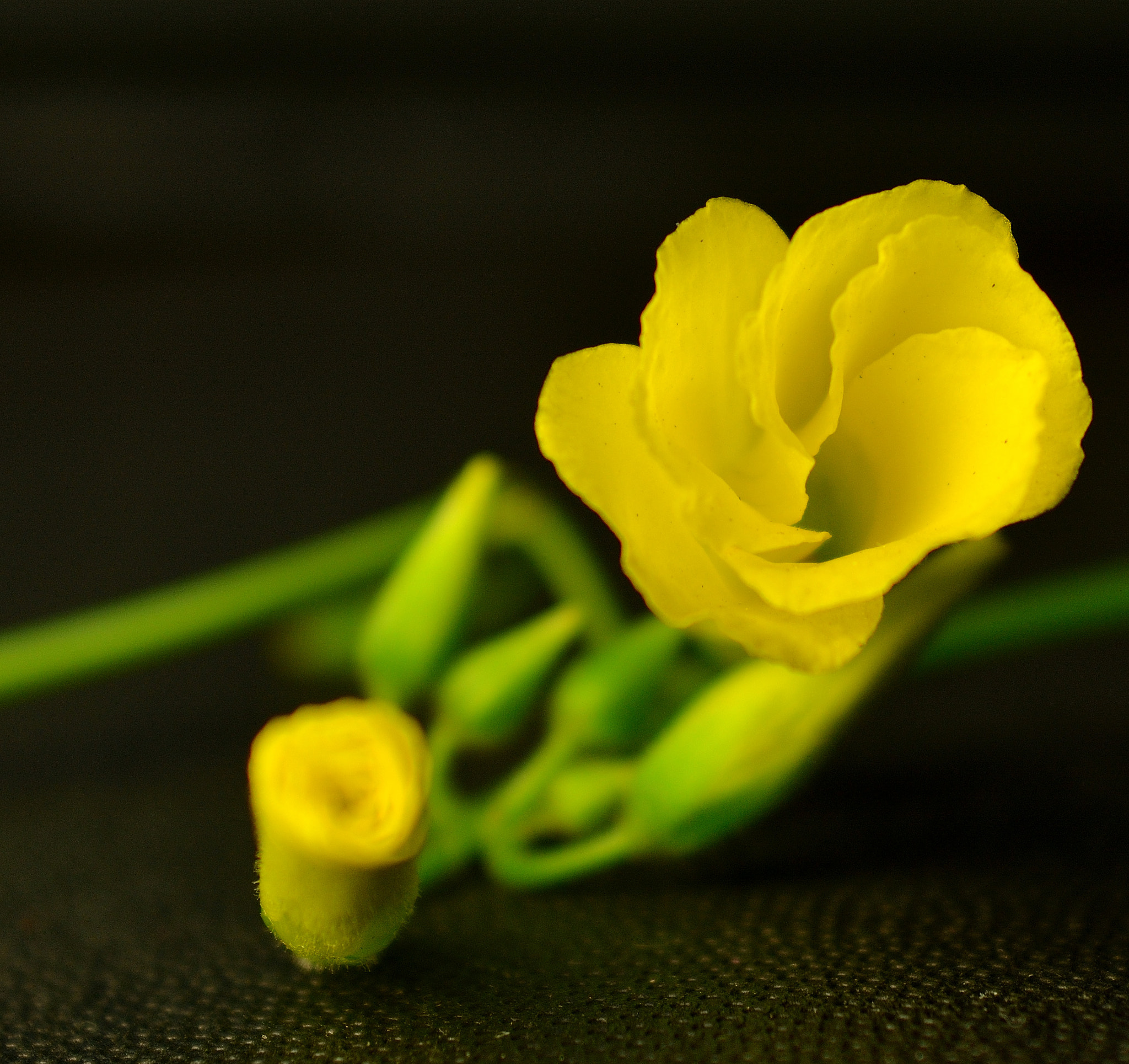 Nikon D7100 + AF Zoom-Nikkor 28-85mm f/3.5-4.5 sample photo. Springtime flower photography