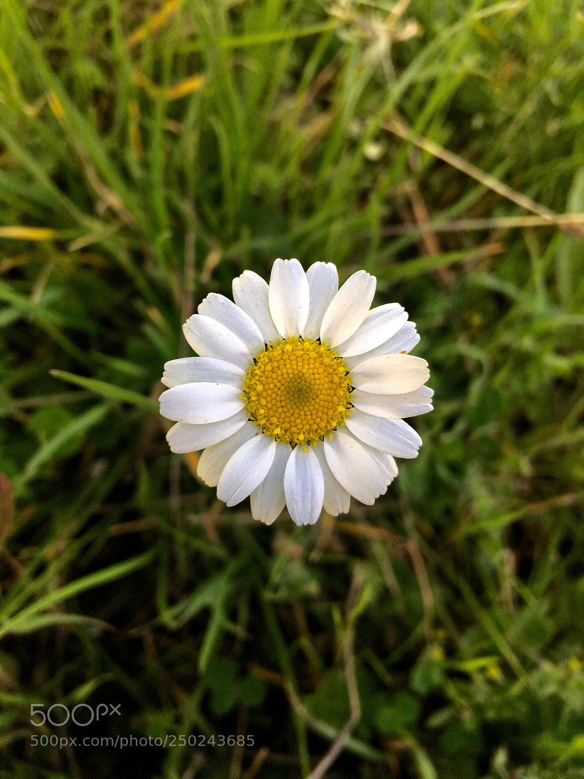 Apple iPhone 6s Plus sample photo. She loves me, she photography