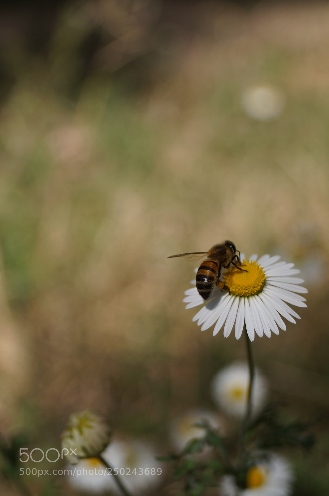 Sony SLT-A37 sample photo. Life-giving bees photography