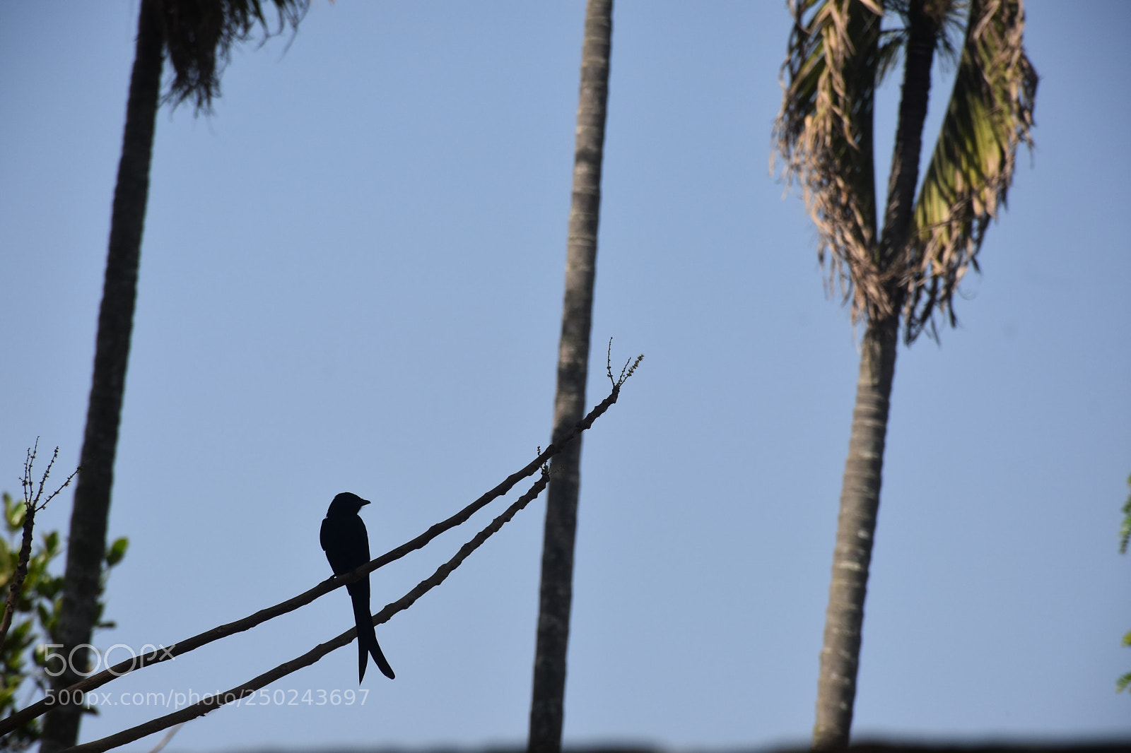 Nikon D7200 sample photo. Untitled photography