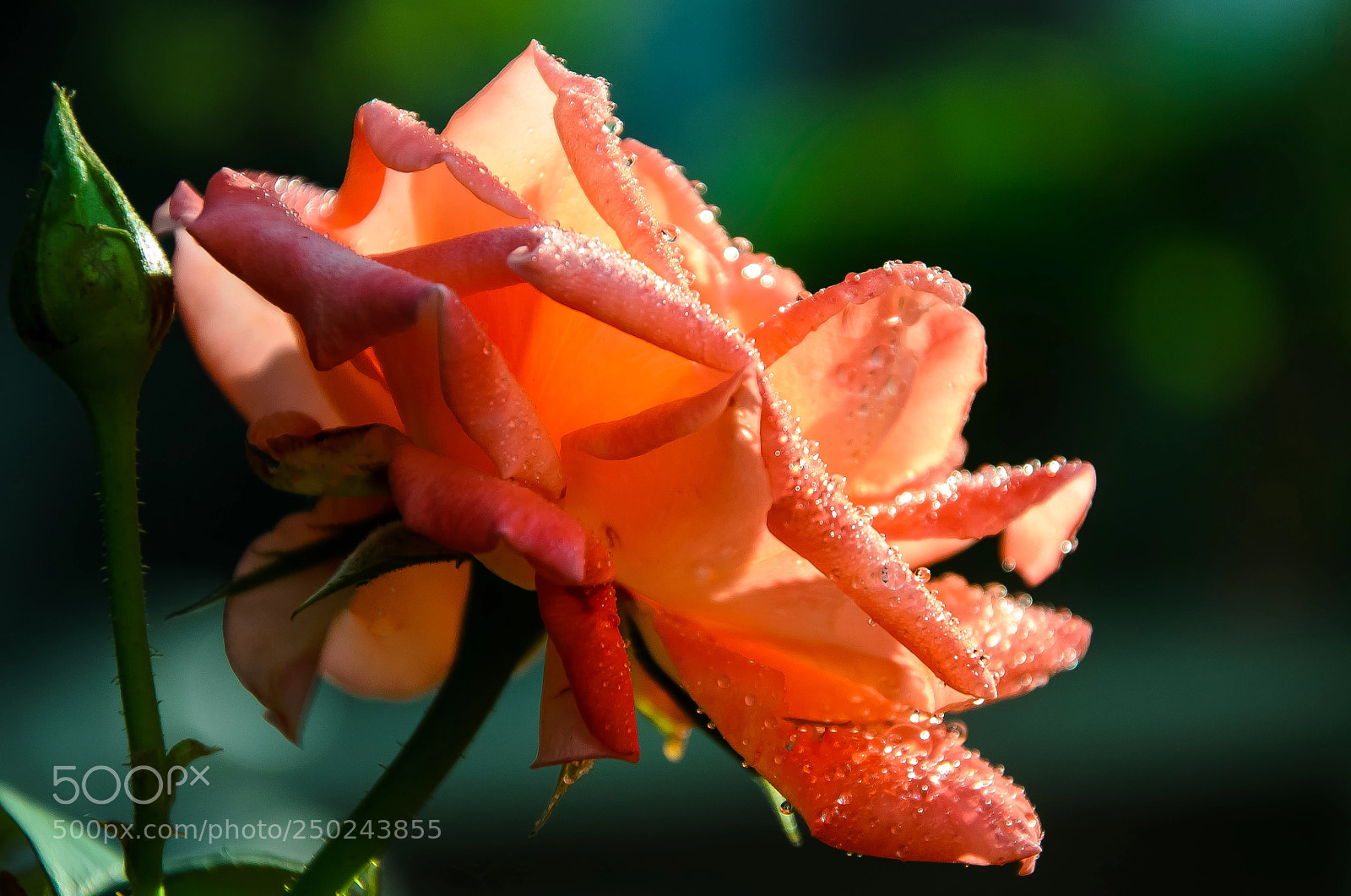 Nikon D7000 sample photo. A rose of great photography