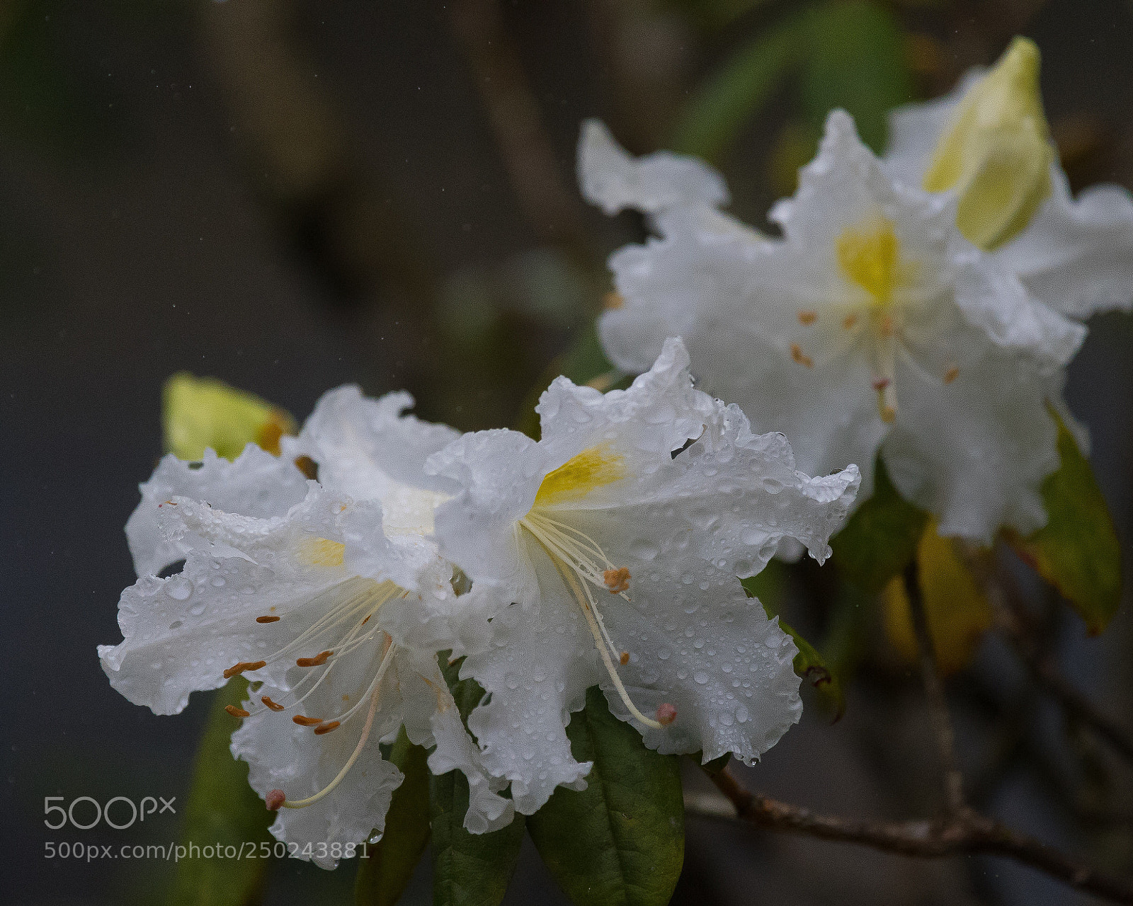 Nikon D500 sample photo. Untitled photography