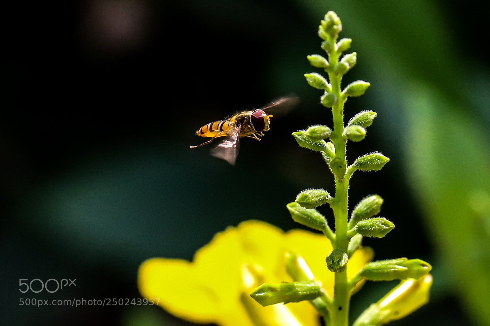 Canon EOS 6D Mark II sample photo. Untitled photography