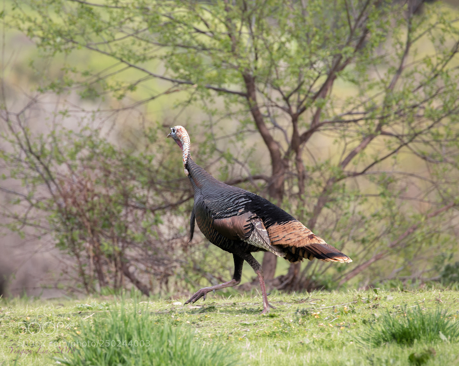 Canon EOS 5D Mark IV sample photo. Wild turkey photography