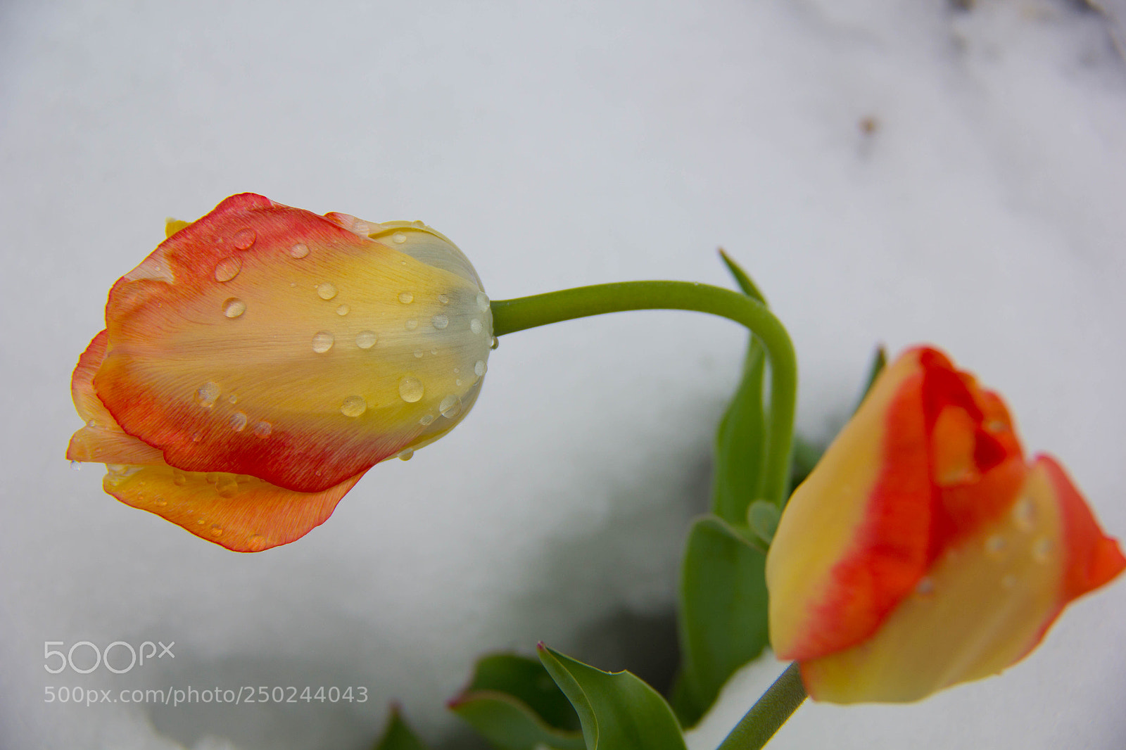 Canon EOS 60D sample photo. Early entry photography