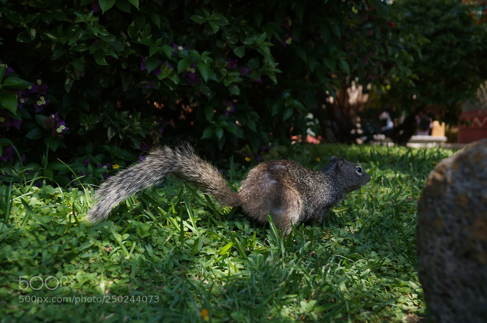 Sony SLT-A37 sample photo. ¿do you bite? photography