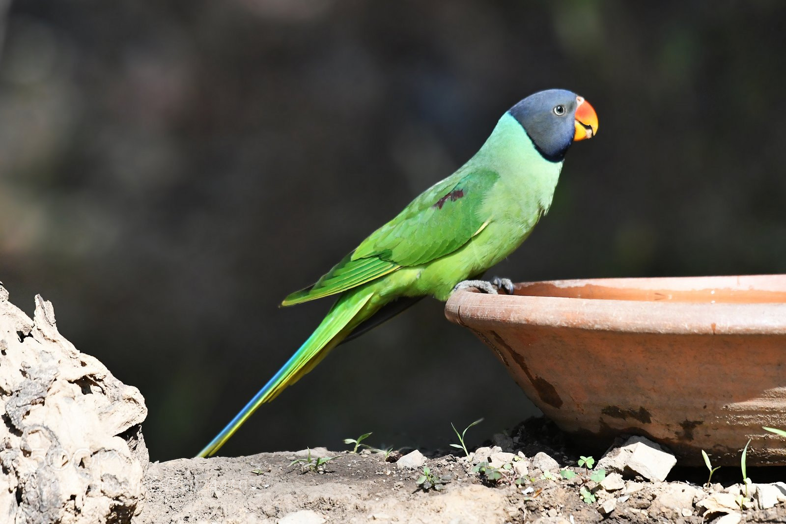 Nikon D500 sample photo. Slaty-headed parakeet  male photography