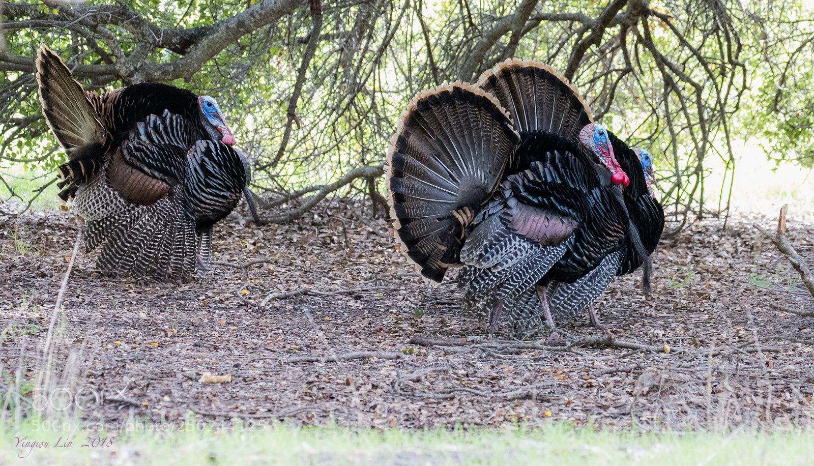 Canon EOS 5D Mark IV sample photo. Wild turkey photography