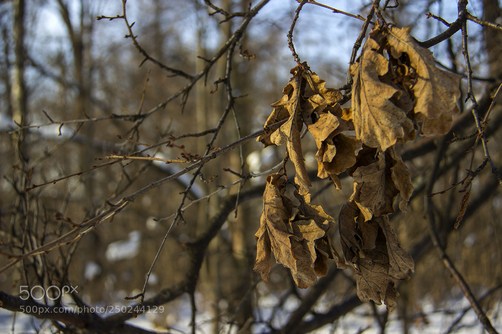 Canon EOS 600D (Rebel EOS T3i / EOS Kiss X5) sample photo. Old age photography