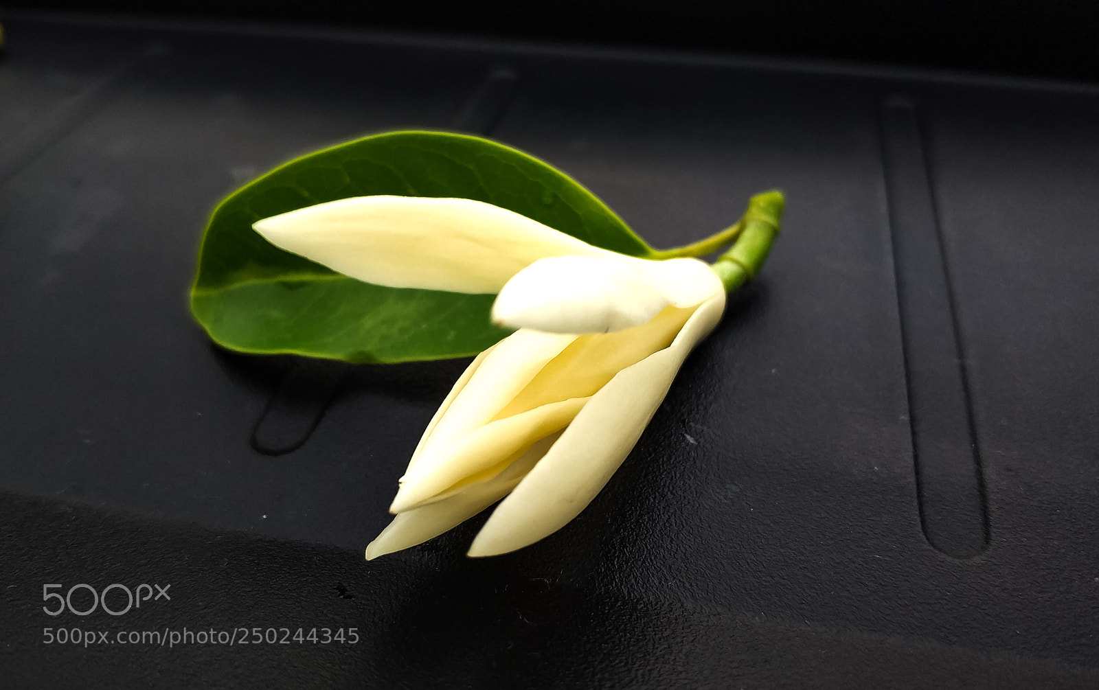 Xiaomi MI6 sample photo. White champaca photography