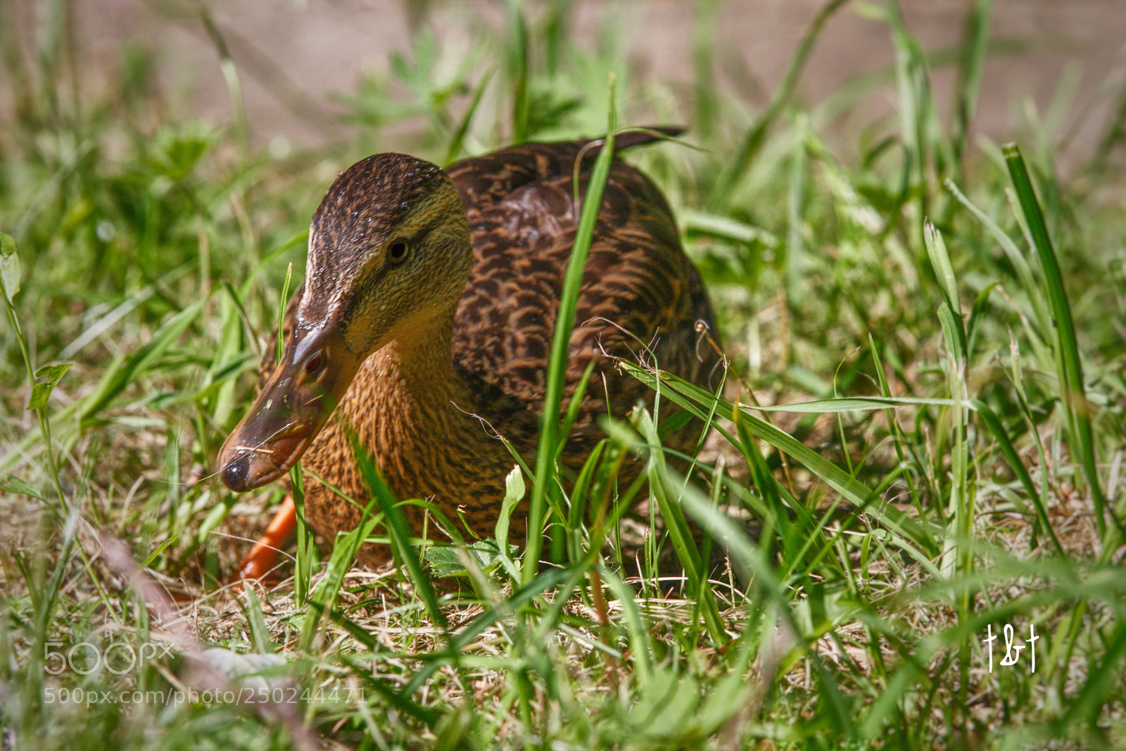 Canon EOS 7D sample photo. Untitled photography
