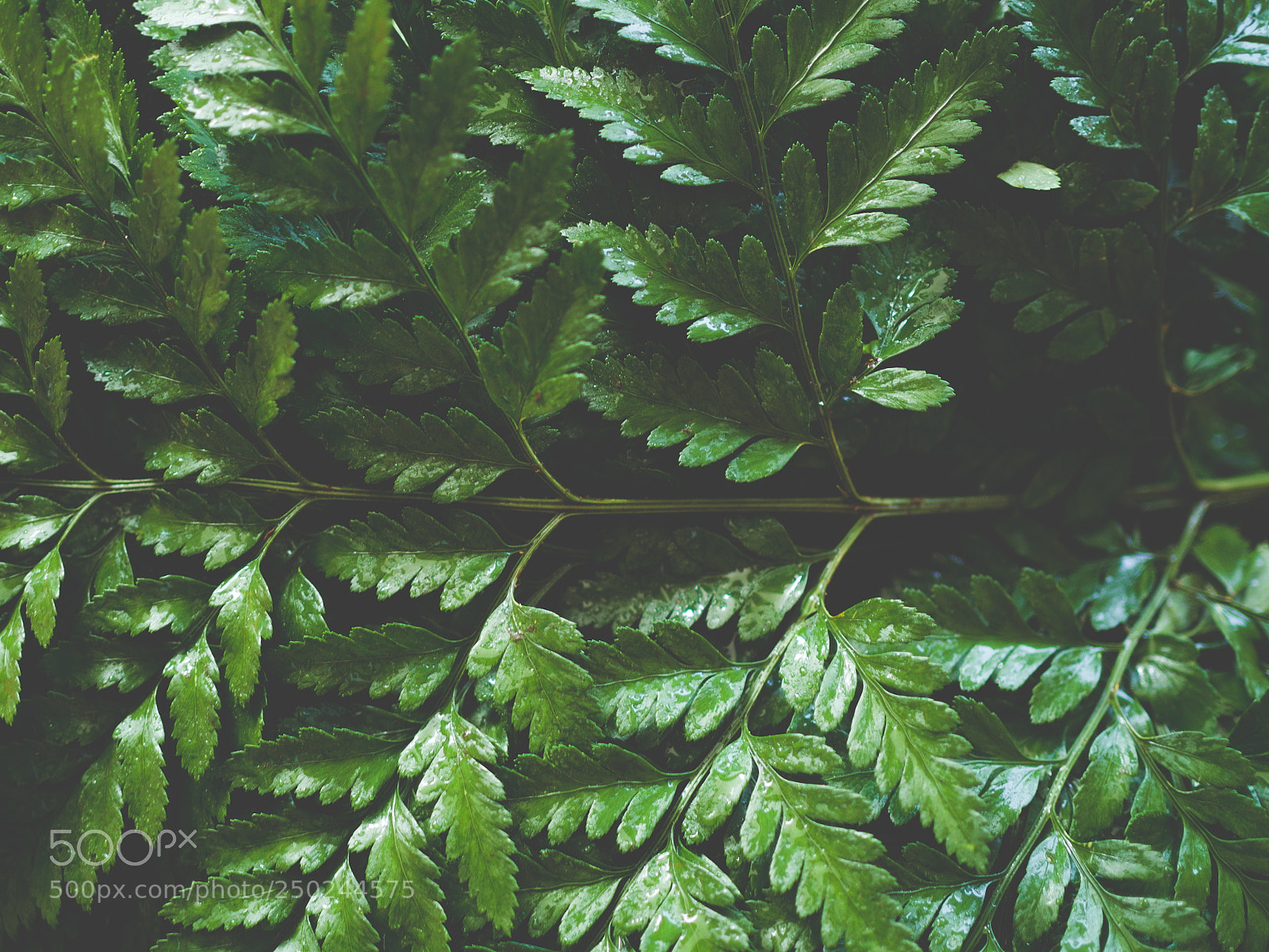 Olympus OM-D E-M10 III sample photo. Green fern leaf photography
