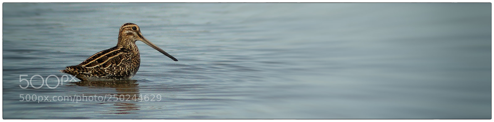 Canon EOS 70D sample photo. Common snipe photography