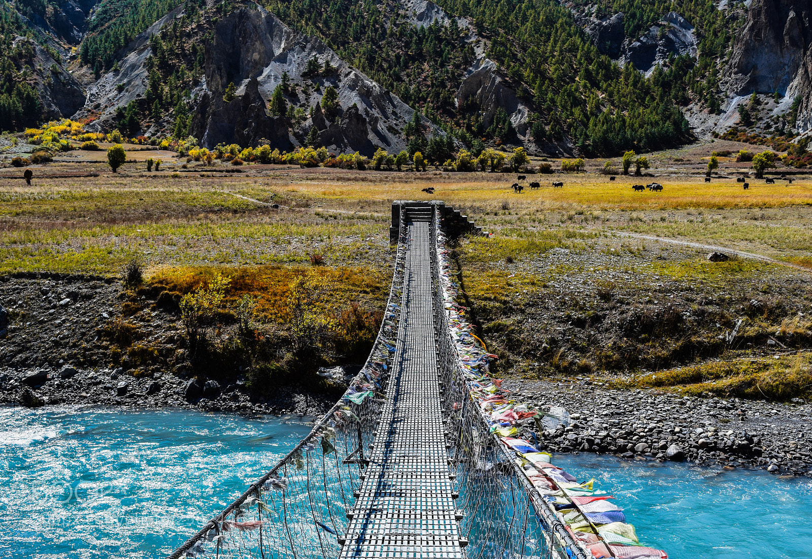 Nikon D5300 sample photo. A bridge to neverland photography