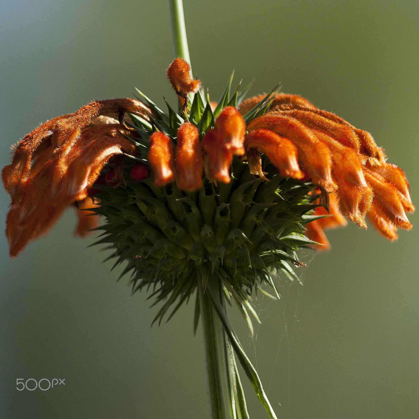 Sony Alpha DSLR-A380 sample photo. Orange petals. photography