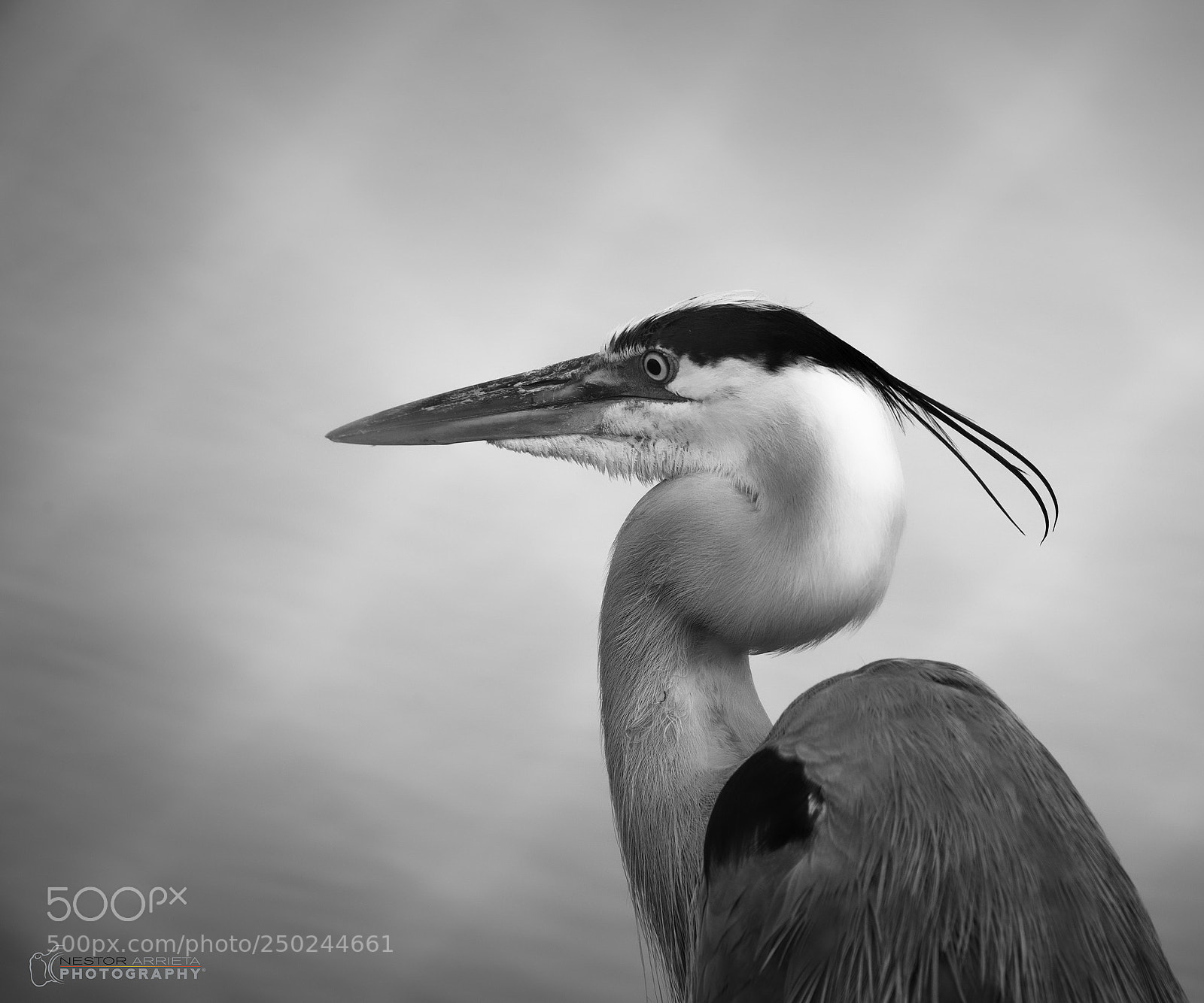 Canon EOS-1D X Mark II sample photo. Black and white photography