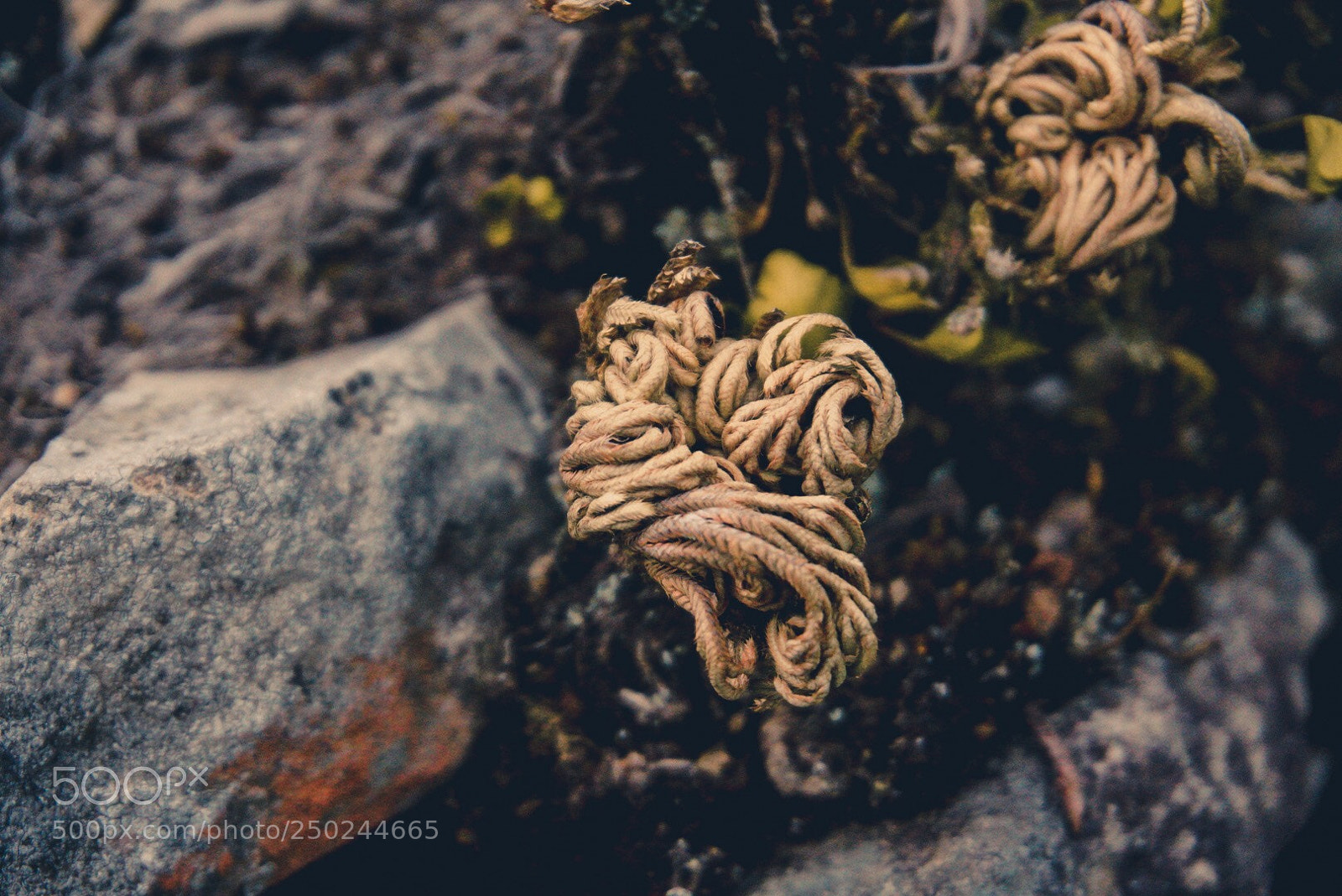 Sony a6000 sample photo. Knot me photography